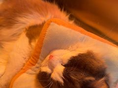 -千城康桥宠物医院·猫科·骨科·心脏