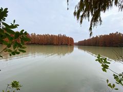 -上海海湾国家森林公园