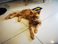 -平行世界·猫咖(首经贸店)