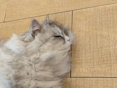 -Let's go狗咖·猫咖·奶狗·桌游(春熙路IFS店)