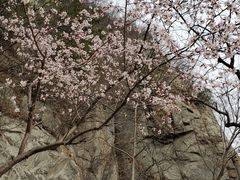 -北京鹫峰国家森林公园