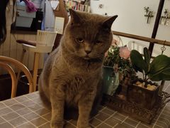 -海边的猫和咖啡馆