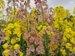 -三圣花乡旅游区