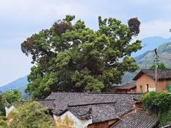 -杨家堂村