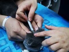 -关爱宠物医院·猫科中心·消化科(滨湖万达分院)