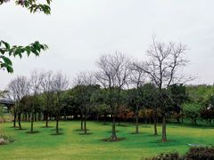 -顾村公园