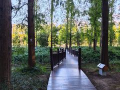 -黄海国家森林公园