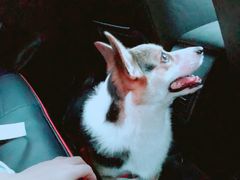 -宠物之家Pets Home 宠物寄养酒店