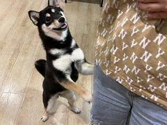 -南京Hallo宠物乐园·哈罗犬舍·柴犬繁育基地