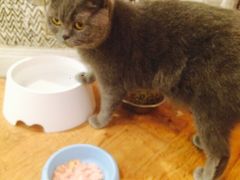 -猫小院猫主题餐厅(三里屯店)