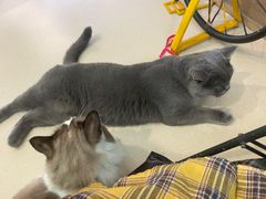 -猫在这儿猫咪咖啡馆·撸猫馆