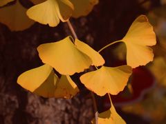 -景迈森林(古华园店)