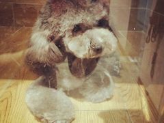 造型后-八公叔叔宠物美容连锁(春申店)