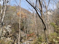 -王顺山国家森林公园