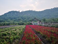 -丹樱生态园