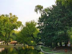 -上海共青森林公园