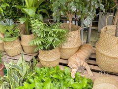 -循礼门鲜花花市(武汉循礼门店)