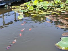 -昆山城市生态森林公园