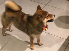 -柴务处·柴犬主题狗咖