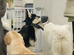 -共舞时光猫咖·狗咖(新街口店)