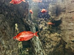 -上海自然博物馆