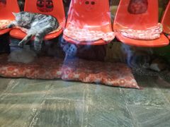 -猫咪博物馆(顶澳仔猫街店)