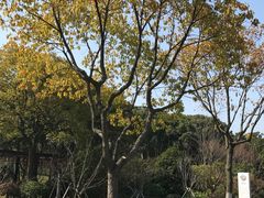 -昆山城市生态森林公园