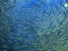 -瑞普利水族馆