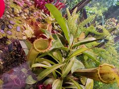 -中国科学院西双版纳热带植物园