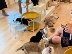 -有喵·猫咖·狗咖·30几只猫10只小狗(岗厦店)