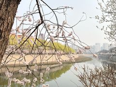 -桃花堤公园