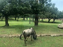 -西安秦岭野生动物园