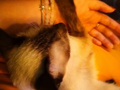 -李小姐の猫咖啡馆(五角场店)