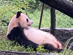 -都江堰中华大熊猫苑