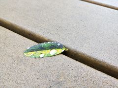 -川人百味(福佳爱琴海店)