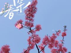 -顾村公园
