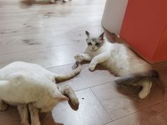 -Bastet sally猫舍购宠(静安店)