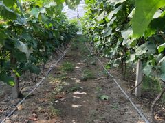 -马陆小张葡萄园农家乐