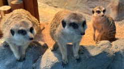 -Zoolung Zoolung动物主题公园(海信广场店)