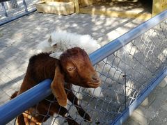 -长白岛森林公园