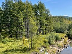 -莫尔道嘎国家森林公园