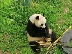 -沈阳森林动物园