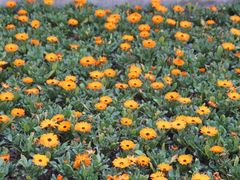 -重庆市江北嘴中央商务区中央公园