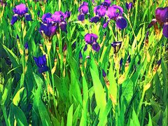 -莲花池公园
