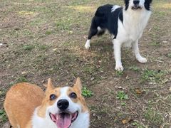 -趣多多宠物公园·宠物训犬学校·宠物寄养