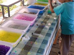 -前小桔亲子创意农场·草莓采摘·露营烧烤