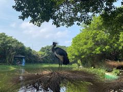 -广州长隆飞鸟乐园