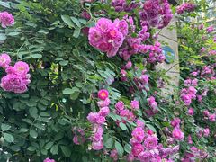-木塔寺遗址生态公园