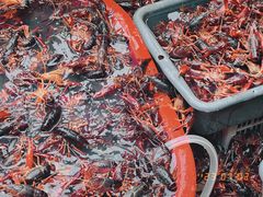 -小田油焖小龙虾(双井店)
