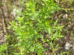 -广州神农草堂中医药博物馆